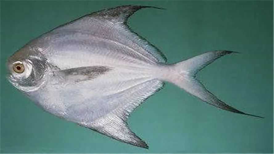 Pampus argenteus: The Exquisite "Silver Pomfret" of the Seas