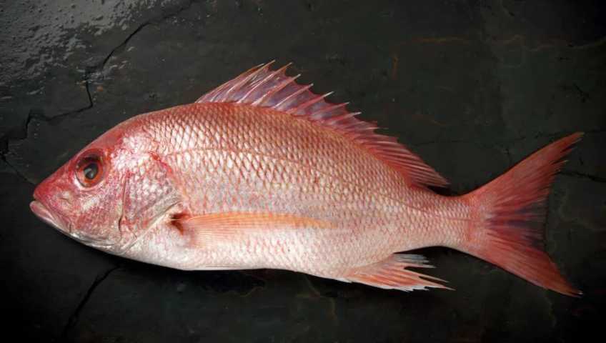 Lutjanus erythropterus: The Scarlet Snapper of Tropical Seas