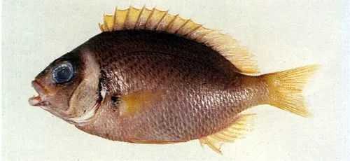 Scolopsis vosmeri: The Vosmer’s monocle bream of Coral Reefs